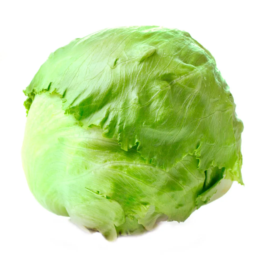 Lechuga Americana